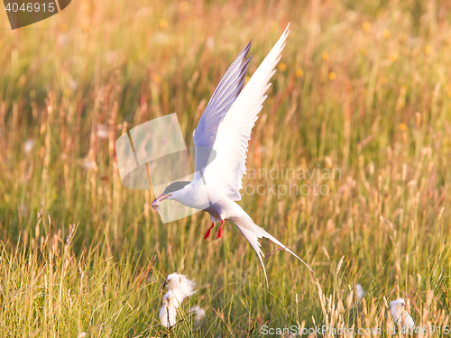 Image of Arctic tern with a fish - Warm evening sun