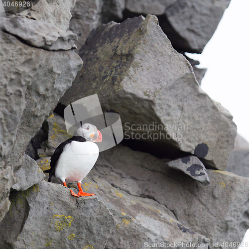 Image of Colorful Puffin isolated in natural environment