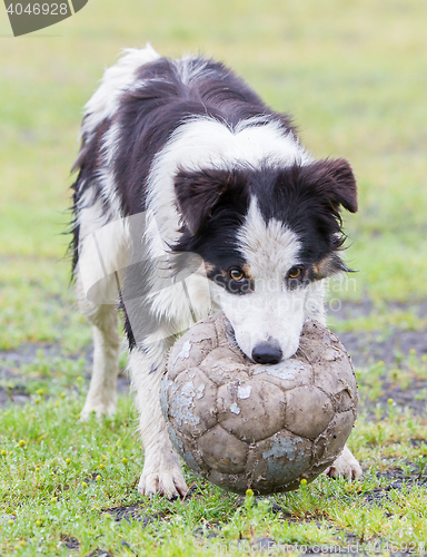 Image of Playful Border collie