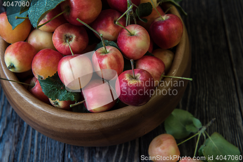 Image of Fresh harvest of apples