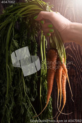 Image of Freshly grown carrots