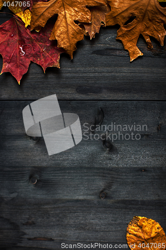 Image of Wood autumn background