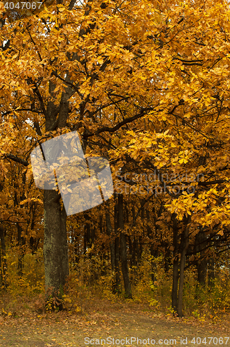 Image of autumn oak-tree leaves