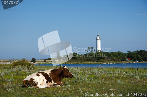 Image of Cow by a coast with a lighthouse