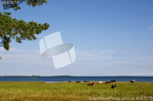 Image of Cattle grazing by seaside