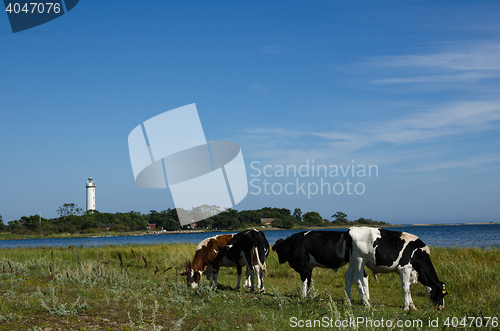 Image of Grazing cattle in a coastal landscape