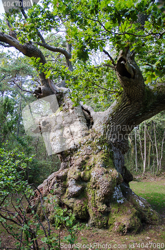 Image of Extremely old oak tree