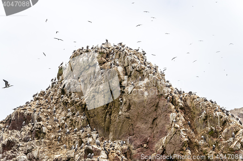 Image of Wild birds and seagull on ballestas island, Peru