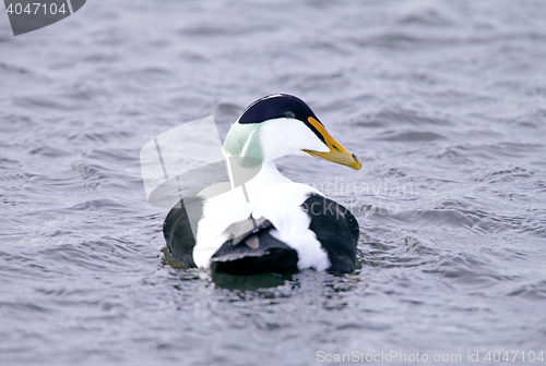 Image of Common eider