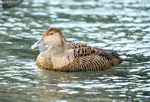 Image of Common eider