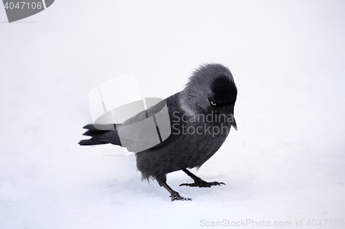 Image of 