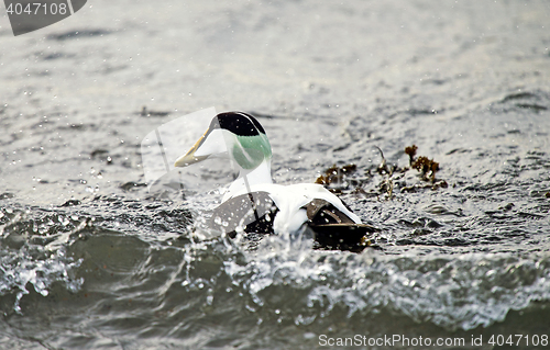 Image of Eider