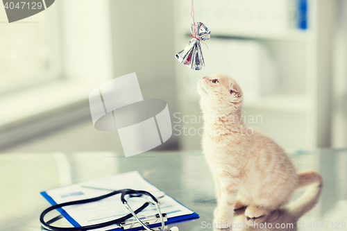 Image of close up of kitten playing with bow at vet clinic