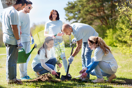 Image of group of volunteers planting tree in park
