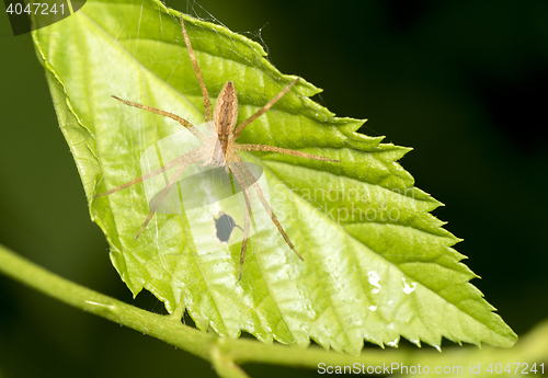 Image of Spider