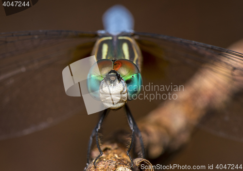 Image of Dragon Fly