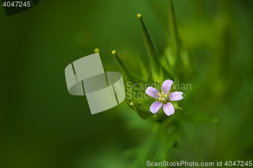 Image of Wild Geranium