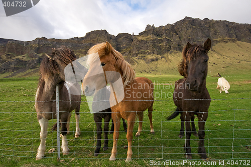 Image of group of icelandic horses