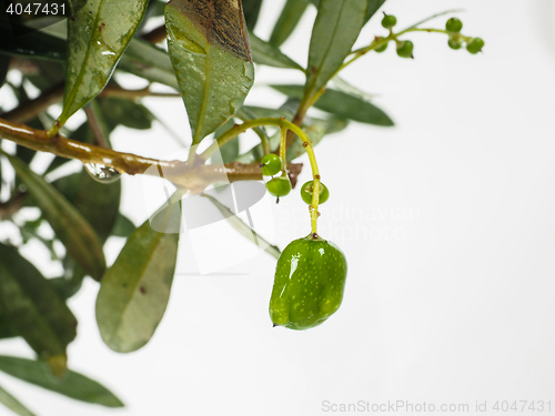 Image of Unripe olives at closeup