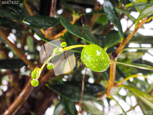 Image of Unripe olives at closeup