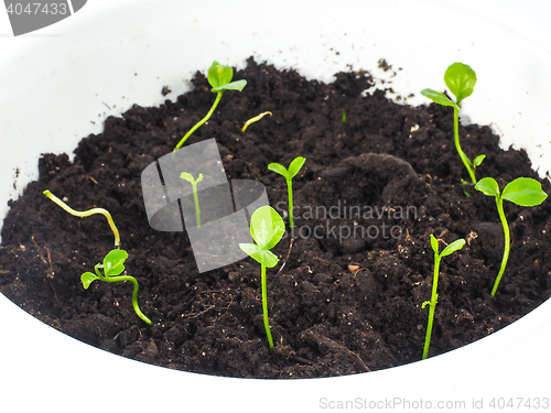 Image of Group of sprouting plants in soil, round shape