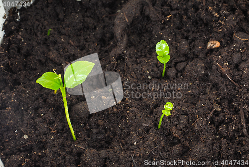 Image of Young plants sprouting at closeup