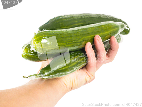 Image of Person holding cucumbers on white