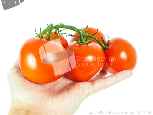 Image of Person holding a bunch of tomatoes