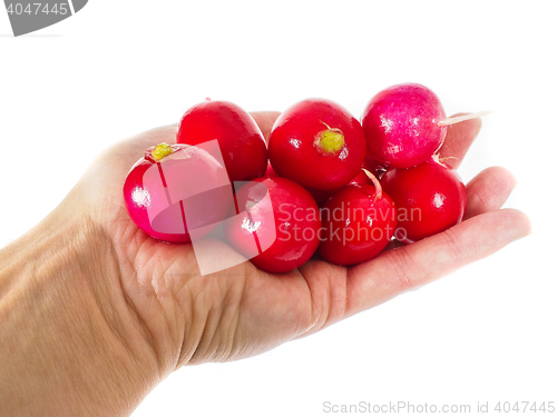 Image of Raddish in hand isolated on white