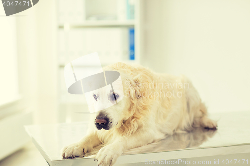 Image of close up of golden retriever dog at vet clinic