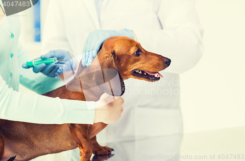 Image of close up of vet making vaccine to dog at clinic