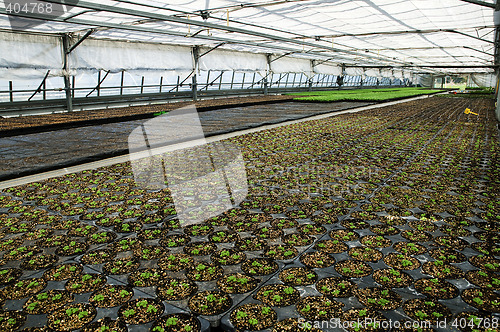 Image of Greenhouse