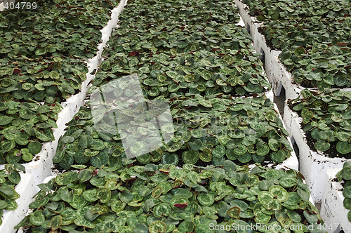 Image of Cyclamens