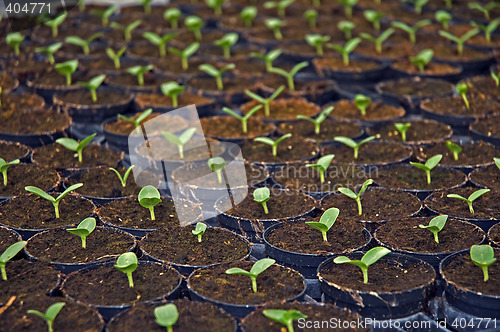 Image of Small plants