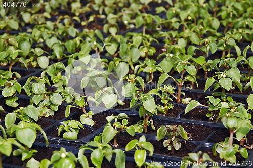 Image of Small flower plants