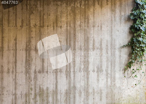 Image of Green ivy on concrete wall