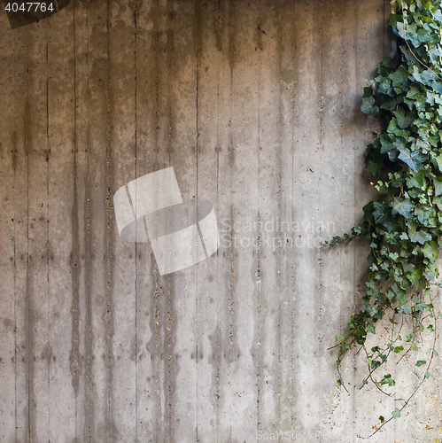 Image of Green ivy on concrete wall