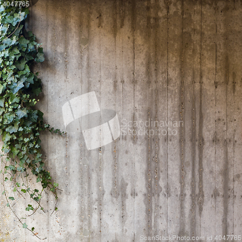 Image of Green ivy on concrete wall