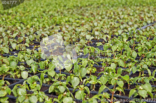 Image of Small flower plants