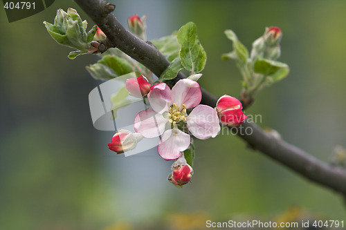 Image of Apple flower