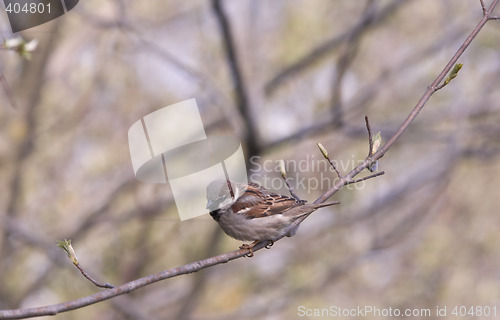 Image of Sparrow