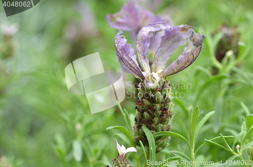 Image of Butterfly lavender with green background