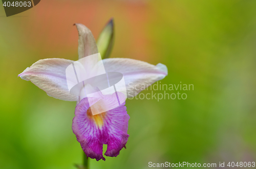 Image of Beautiful purple orchid, phalaenopsis.