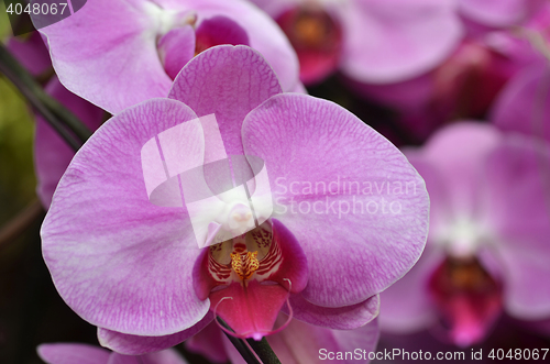 Image of Beautiful purple orchid, phalaenopsis.