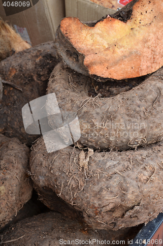 Image of Amorphophallus paeoniifolius or elephant foot yam