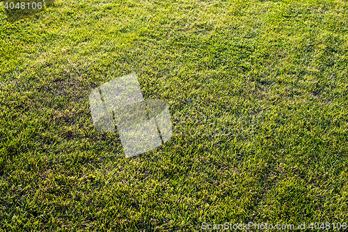 Image of green cutted grass background