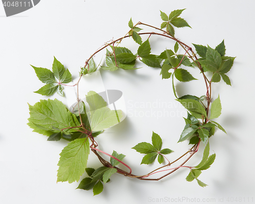 Image of frame Green ivy plant Hedera helix