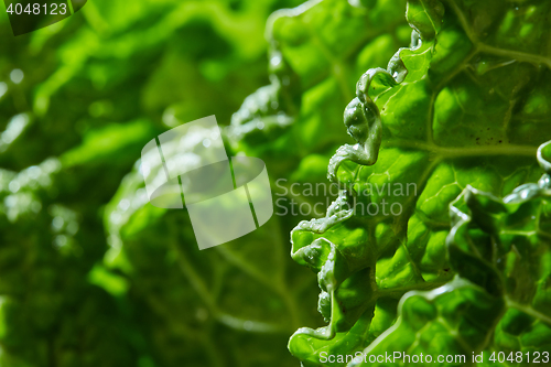 Image of Savoy cabbage texture