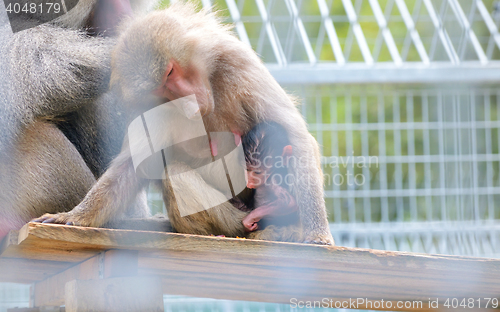 Image of Baboons sitting close together