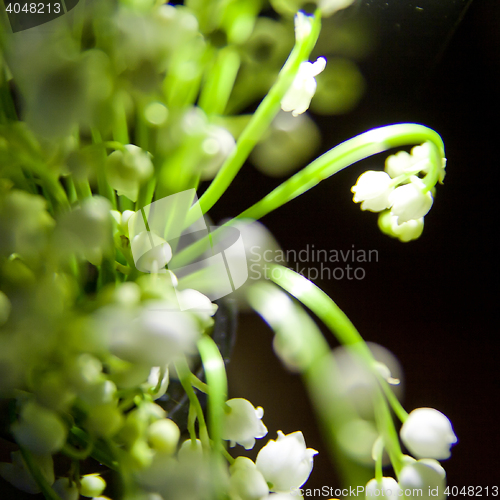 Image of some flowers on the table